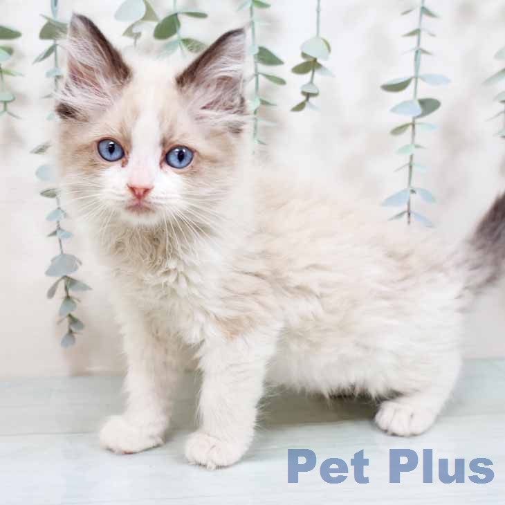 ラグドールの写真2