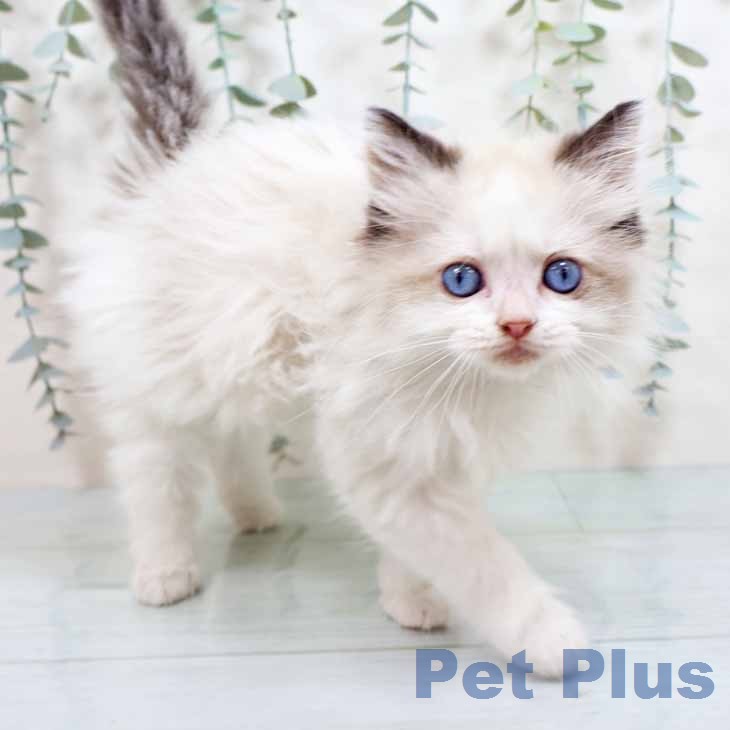 ラグドールの写真2