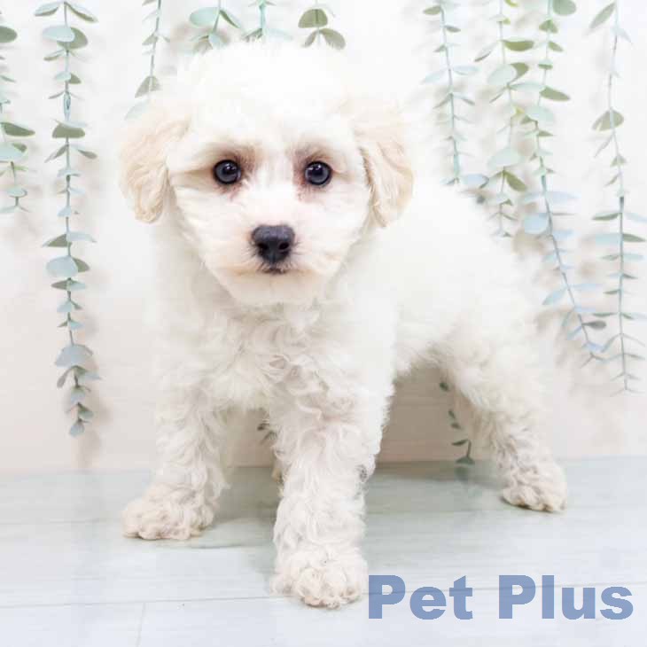 ビション・フリーゼ