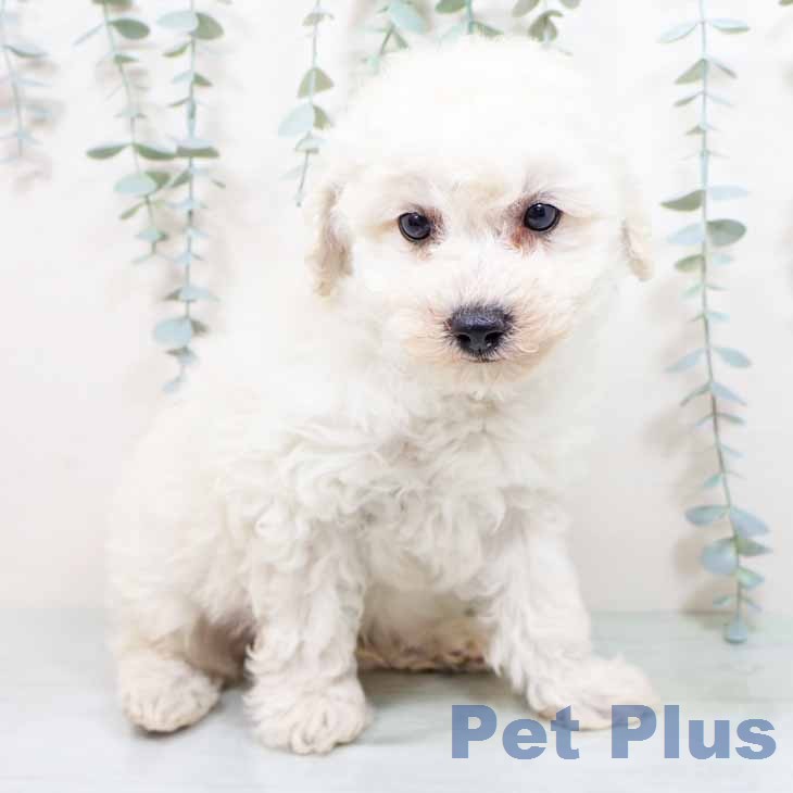 ビション・フリーゼ