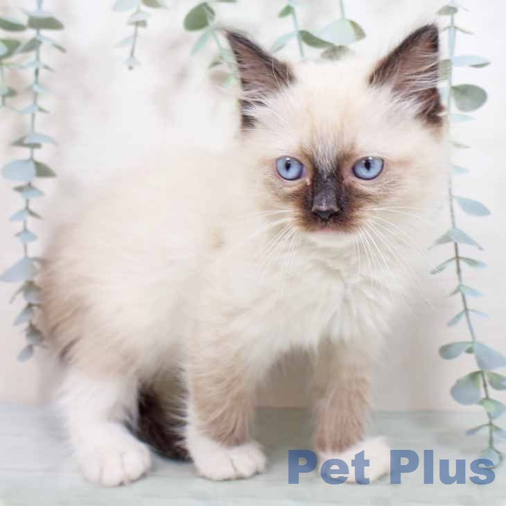 ラグドールの写真2