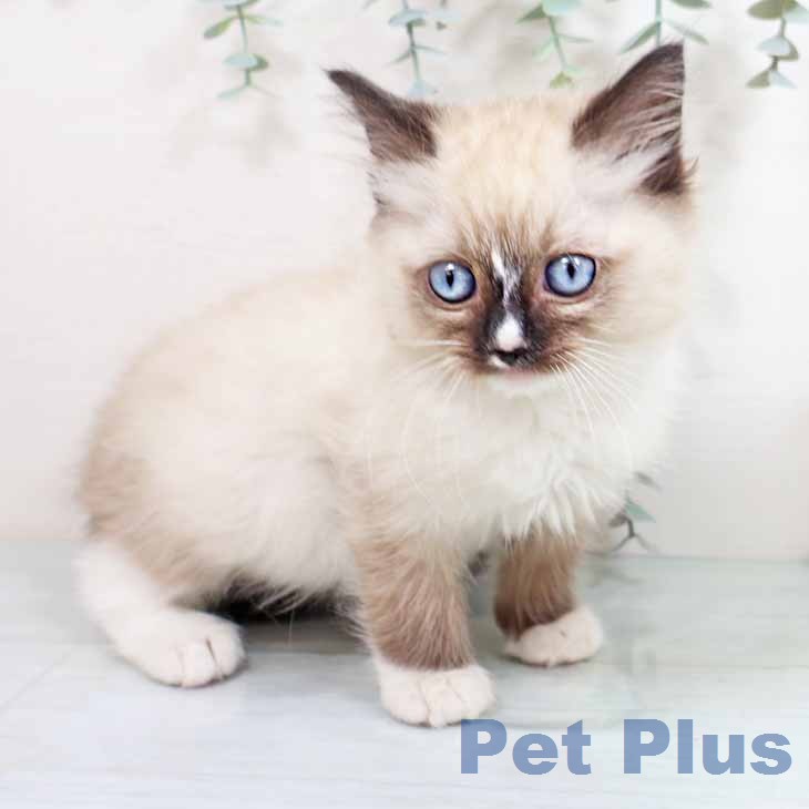 ラグドールの写真2