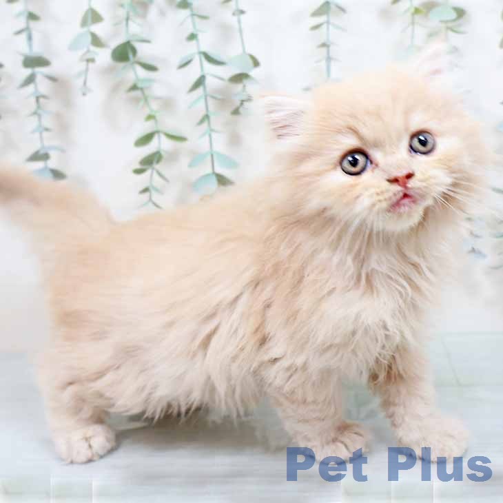 ラガマフィンの写真2