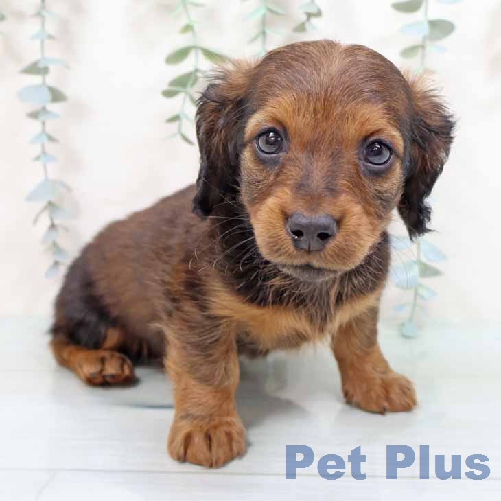 カニーンヘン・ダックスフンド