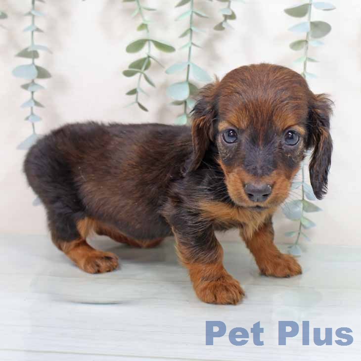 カニーンヘン・ダックスフンド