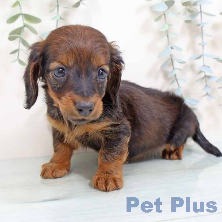 カニーンヘン・ダックスフンドの写真2