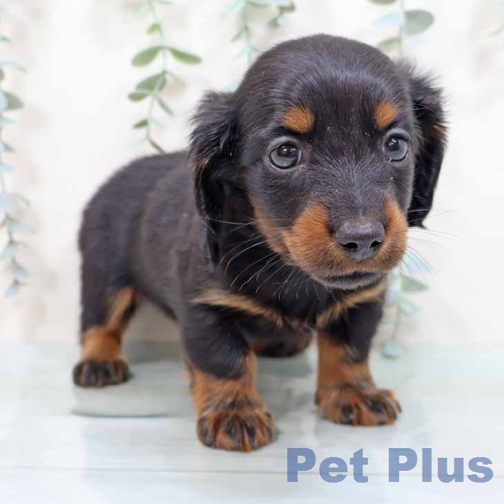 カニーンヘン・ダックスフンド