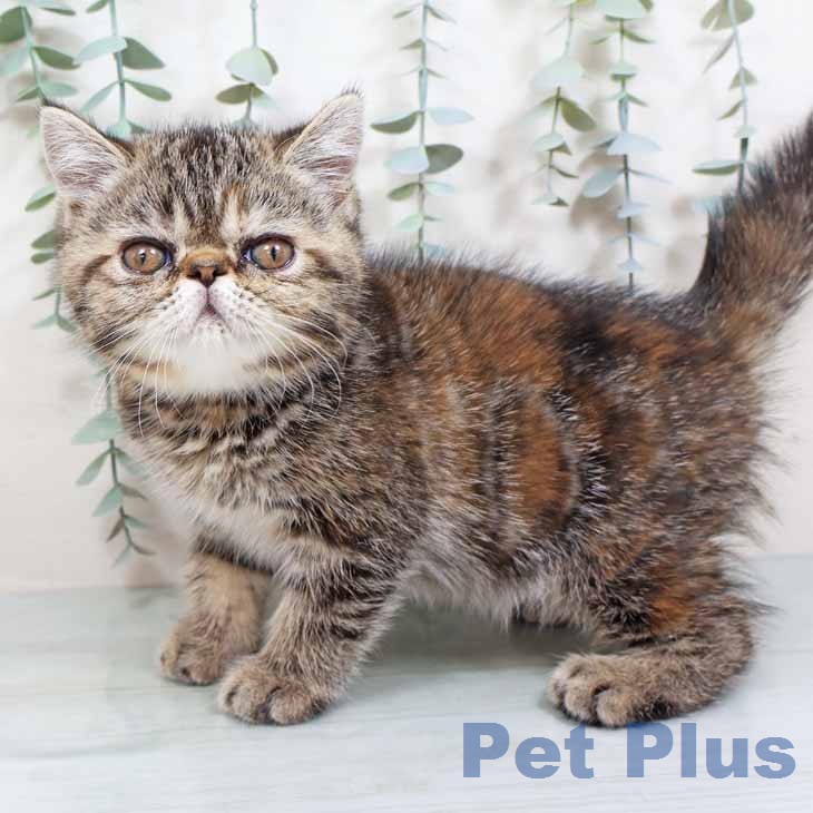 エキゾチックの写真2