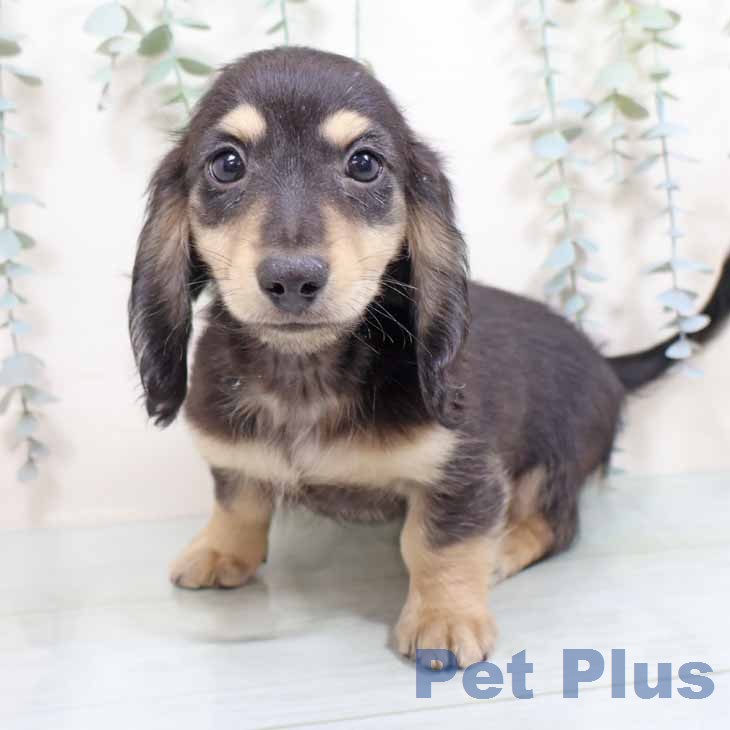 ミニチュア・ダックスフンド