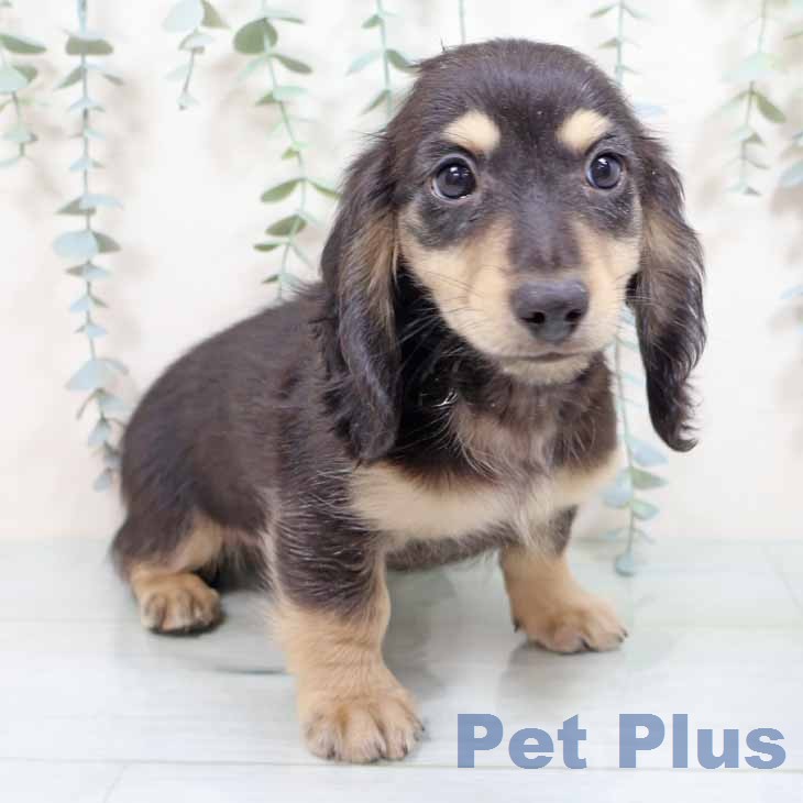 ミニチュア・ダックスフンドの写真2