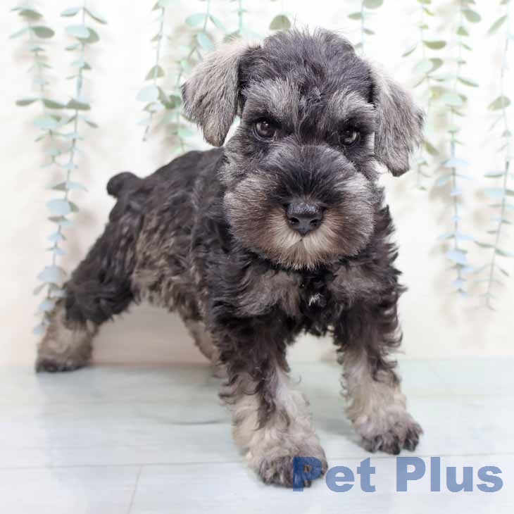 ミニチュア・シュナウザー