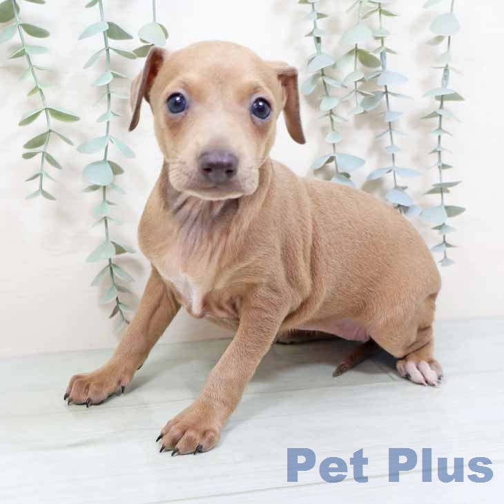 イタリアン・グレーハウンドの写真2