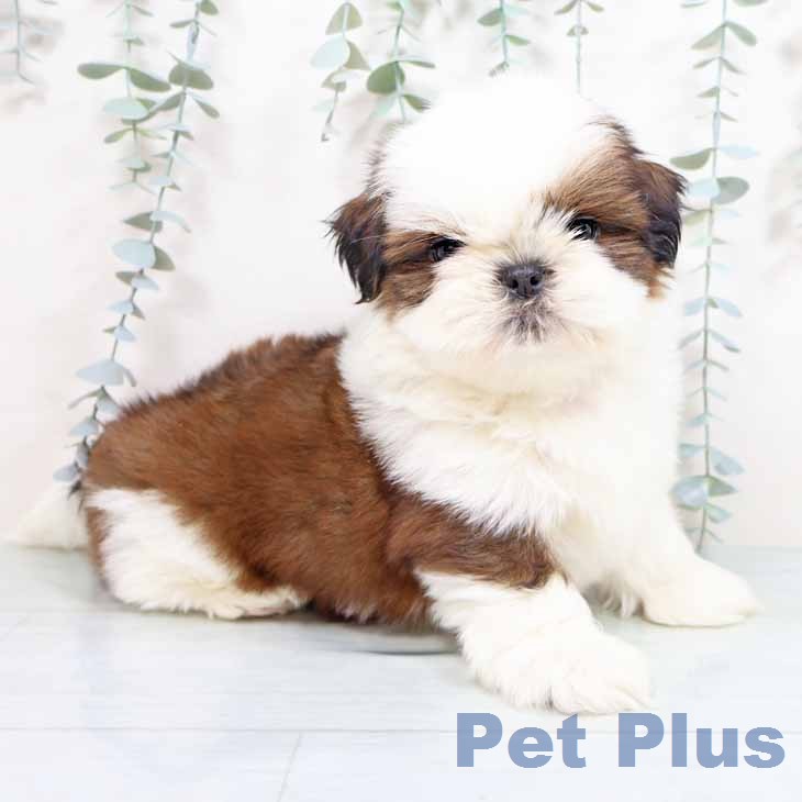 シー・ズーの写真2