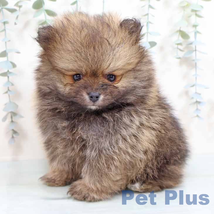 ポメラニアンの写真2