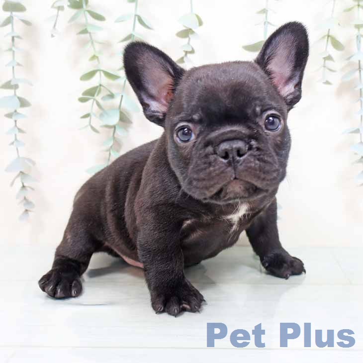 フレンチ・ブルドッグ