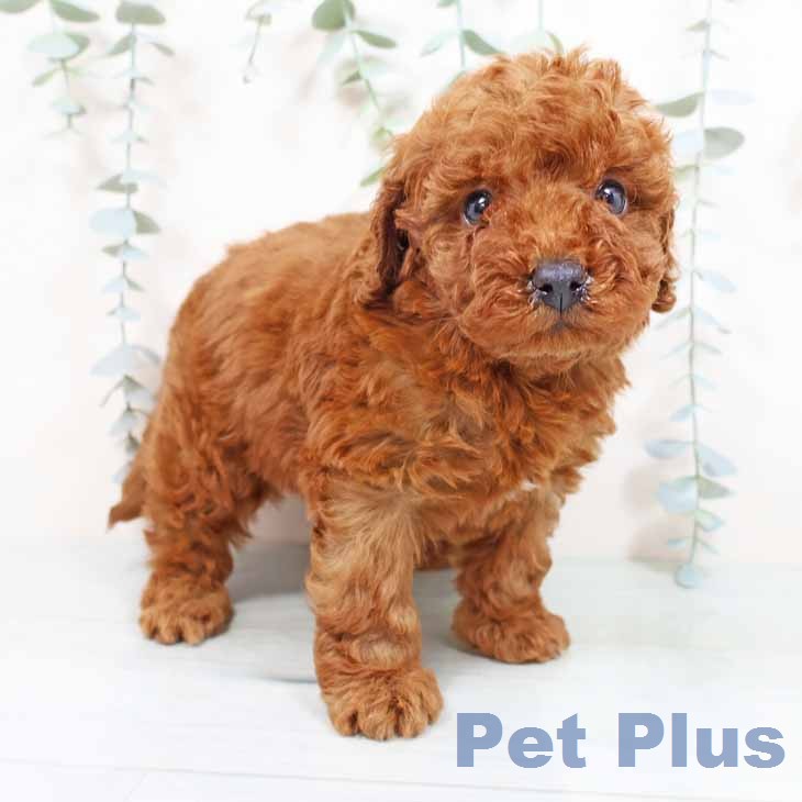 トイ・プードル