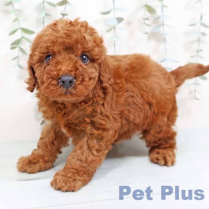 トイ・プードルの写真2