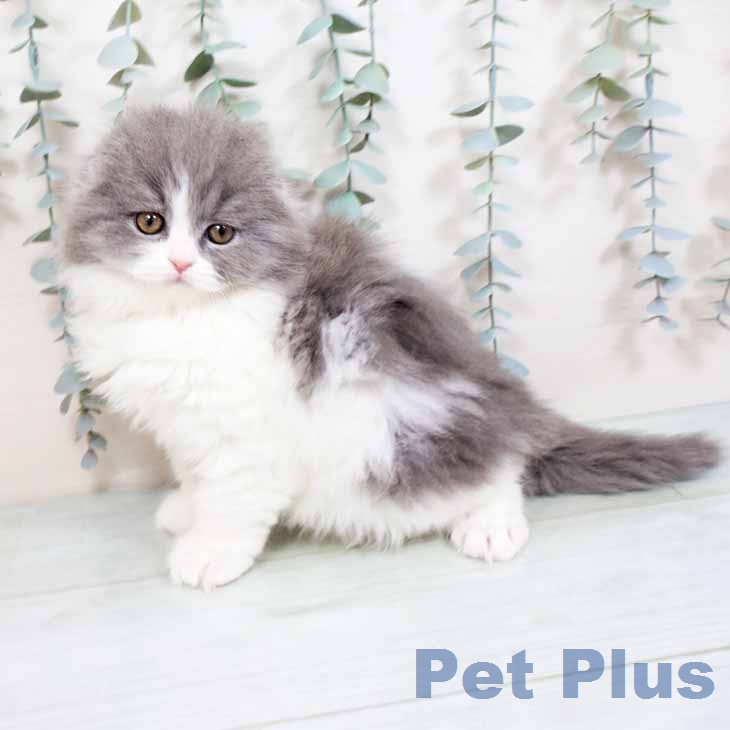 スコティッシュフォールド