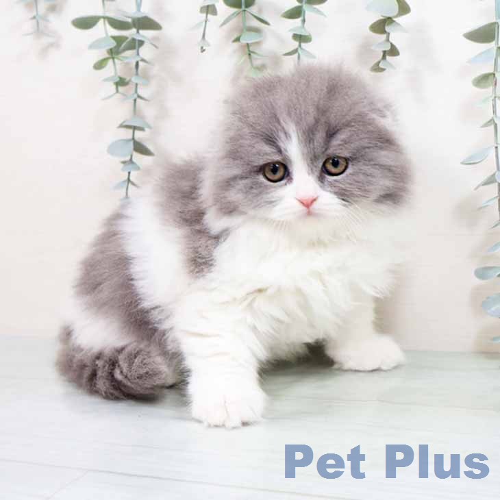 スコティッシュフォールドの写真2