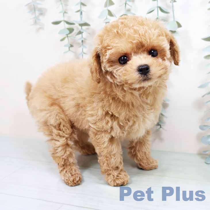 トイ・プードル