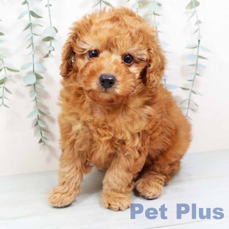 トイ・プードル