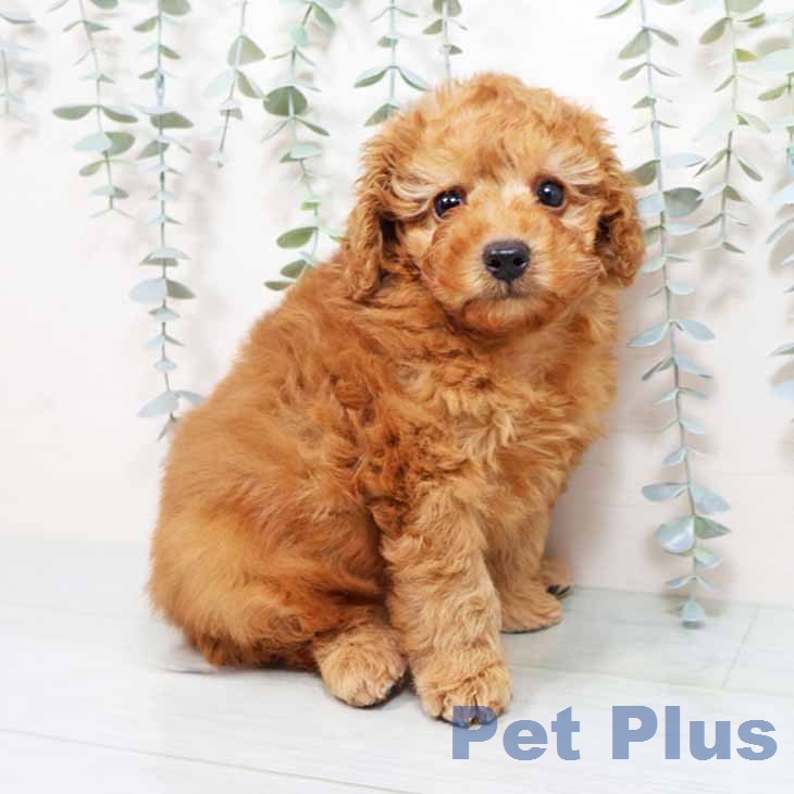 トイ・プードルの写真2