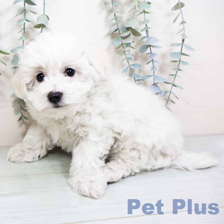 ビション・フリーゼ