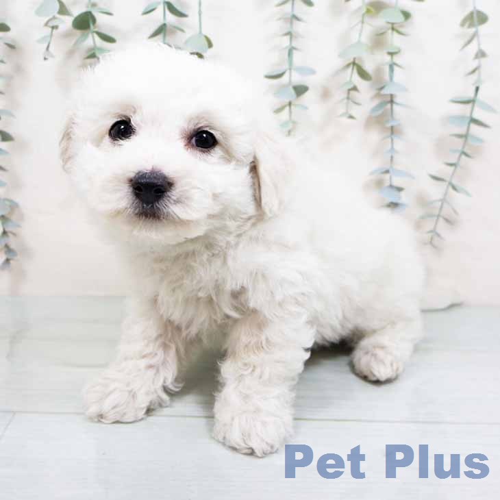 ビション・フリーゼの写真2