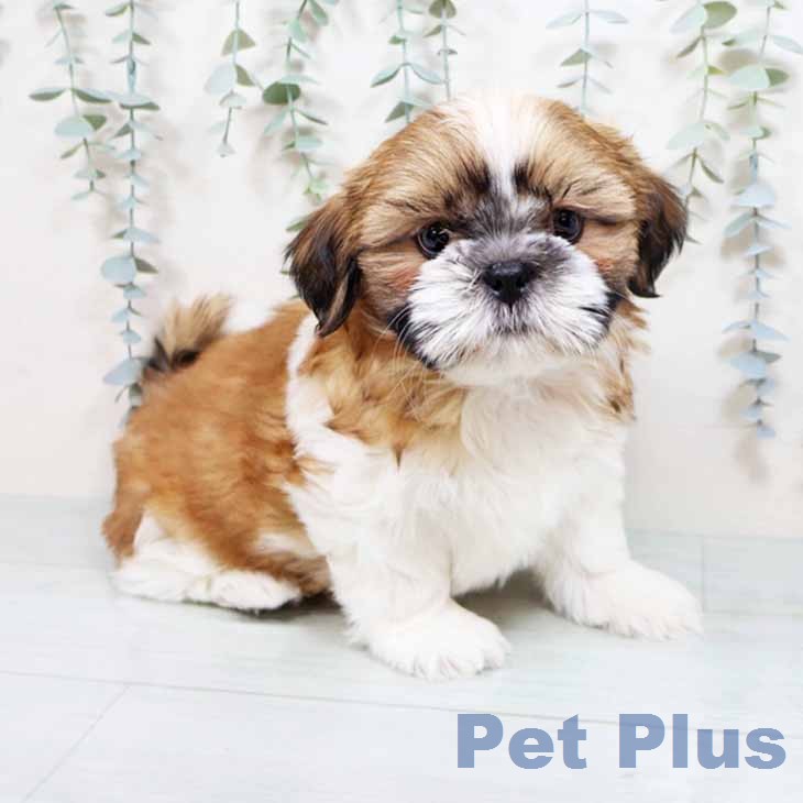 シー・ズーの写真2