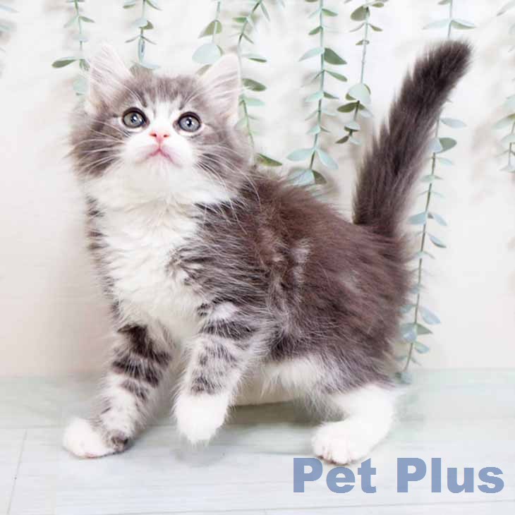 ノルウェージャンフォレストキャット