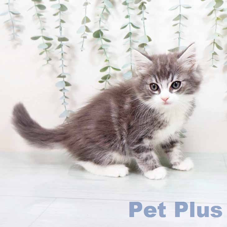 ノルウェージャンフォレストキャットの写真2