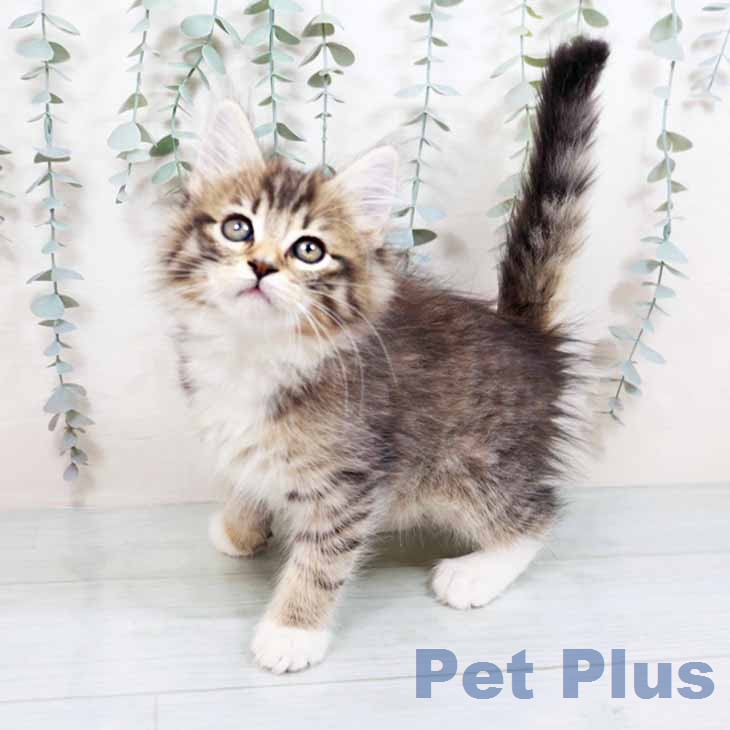 ノルウェージャンフォレストキャット