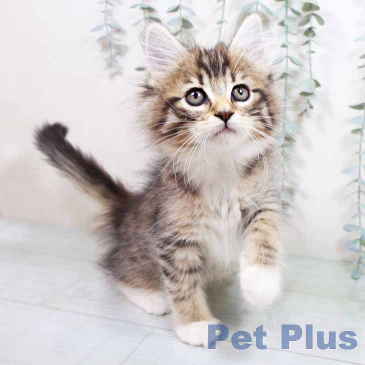 ノルウェージャンフォレストキャット