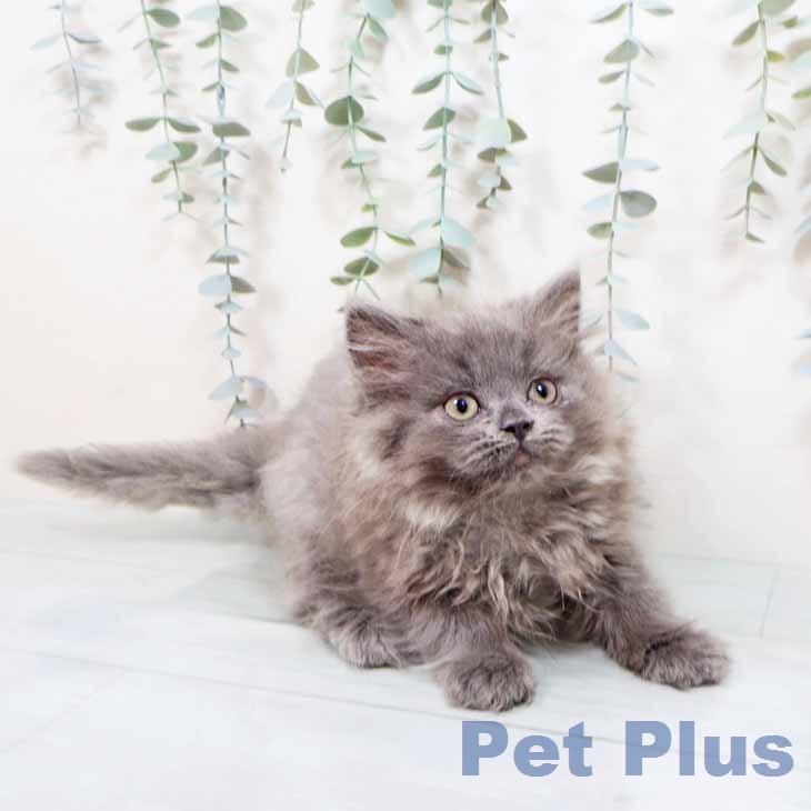 ラガマフィンの写真2