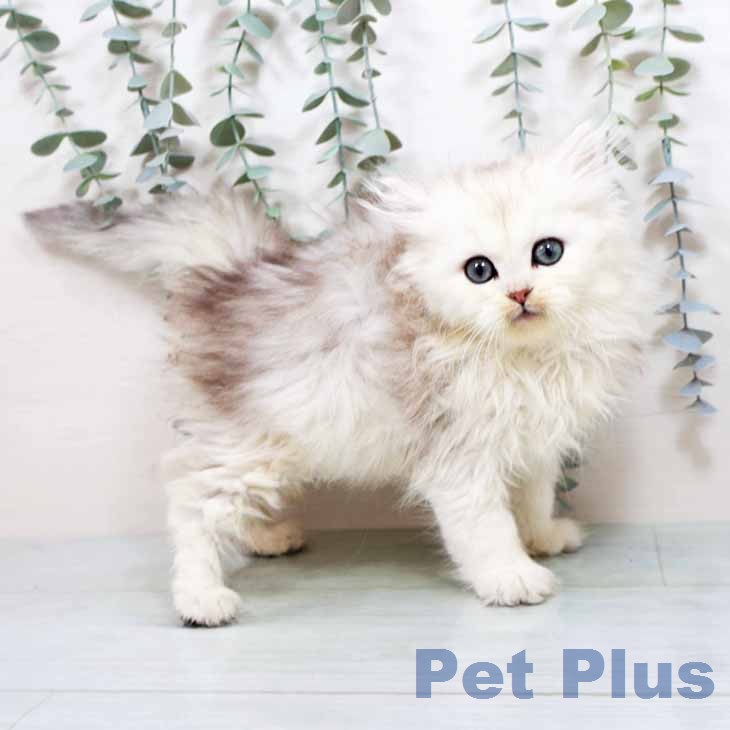 ラガマフィンの写真2