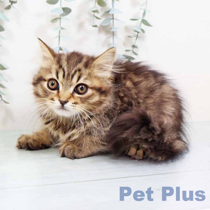 スコティッシュフォールドの写真2