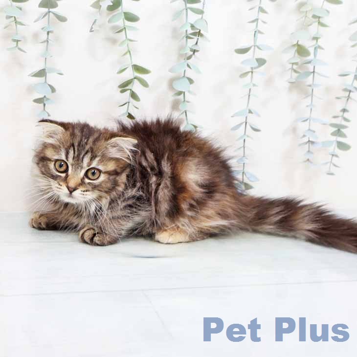 スコティッシュフォールド