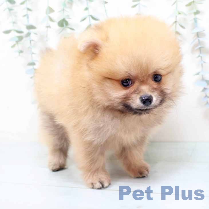 ポメラニアンの写真2