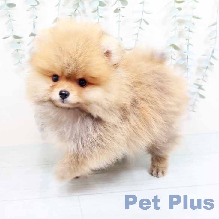 ポメラニアンの写真2