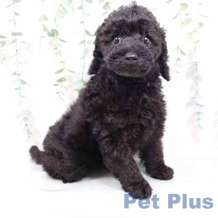 トイ・プードルの写真1