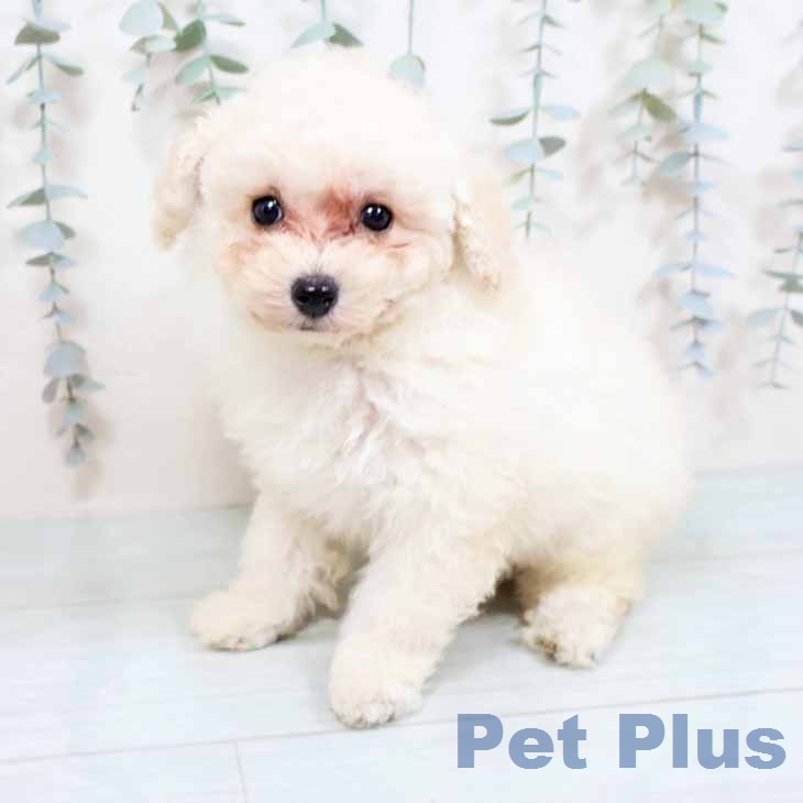 トイ・プードル