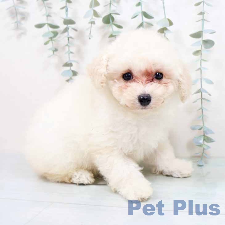 トイ・プードルの写真2