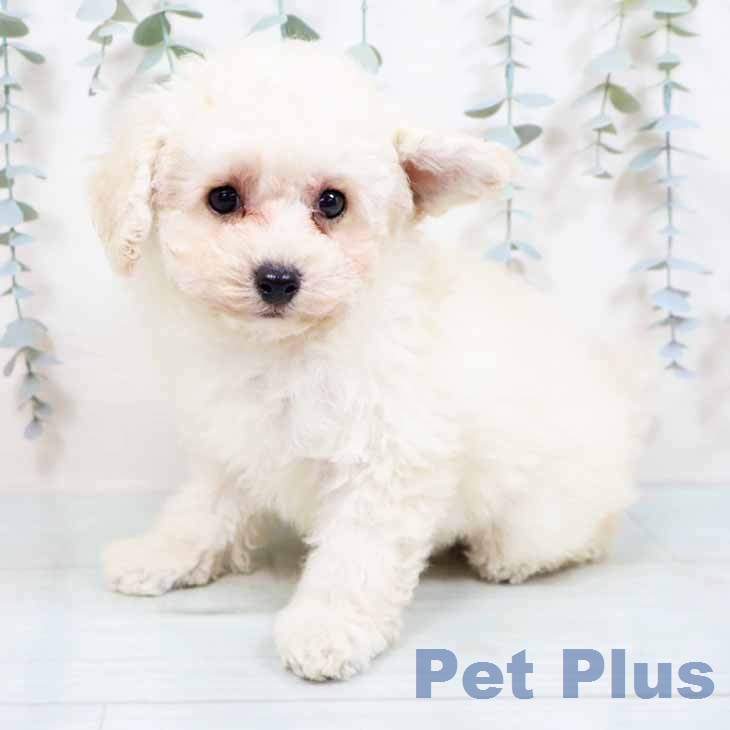 トイ・プードルの写真1