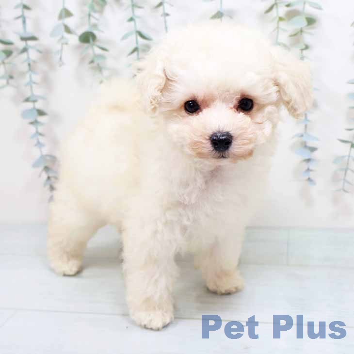 トイ・プードル