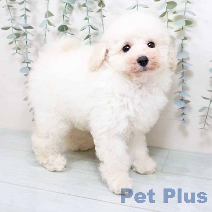 トイ・プードル