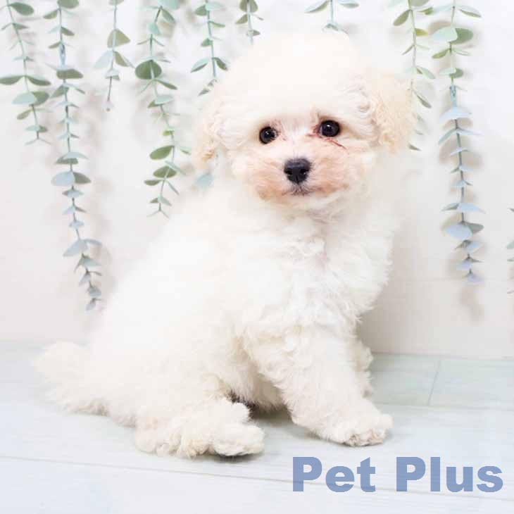 トイ・プードルの写真2