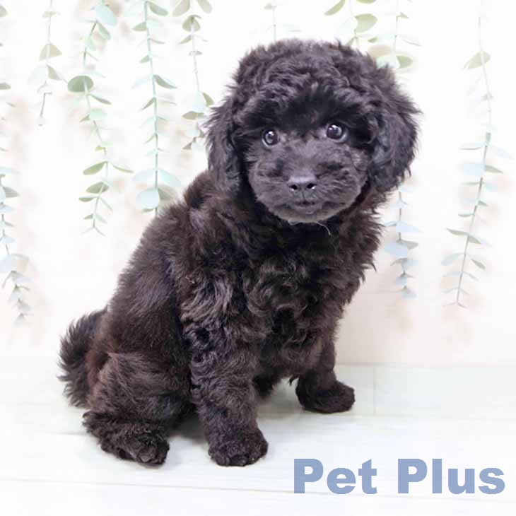 トイ・プードル