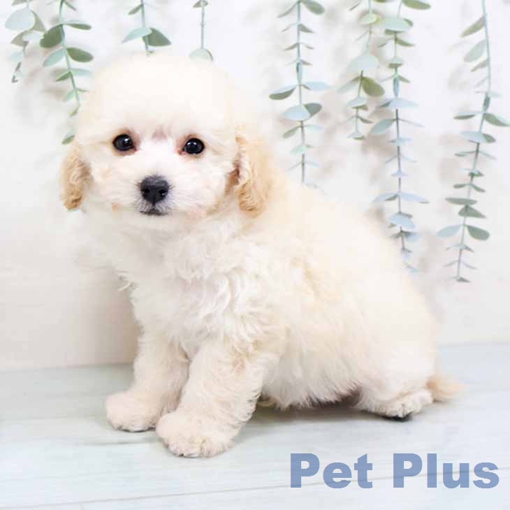 トイ・プードル