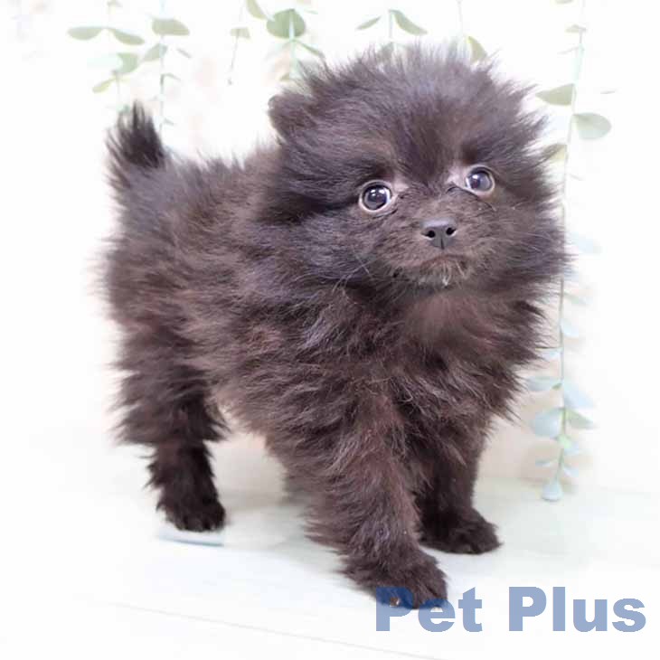 ポメラニアンの写真2