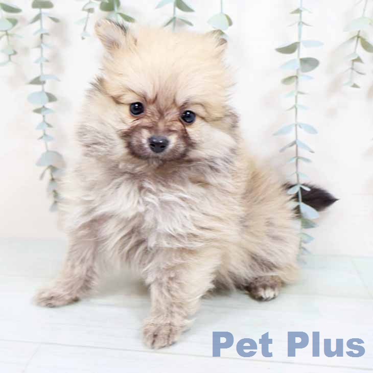 ポメラニアンの写真2